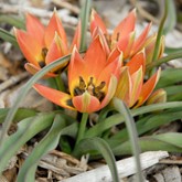 Little Princess Wildflower Tulip
